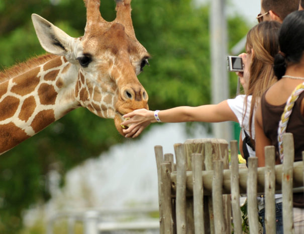 People feed a giraffe at the zoo