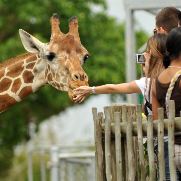 People feed a giraffe at the zoo