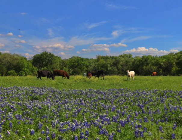 field of bluebonnets and cows grazing
